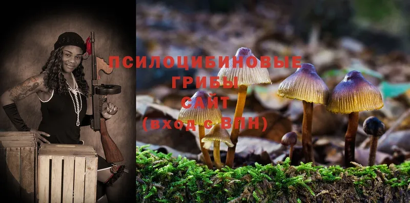 Псилоцибиновые грибы Cubensis  Старая Купавна 